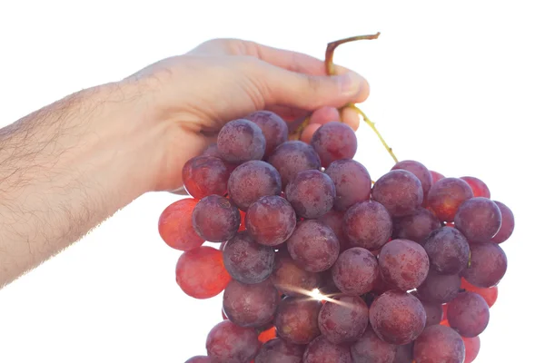 Racimo de uvas en el fondo del cielo soleado — Foto de Stock