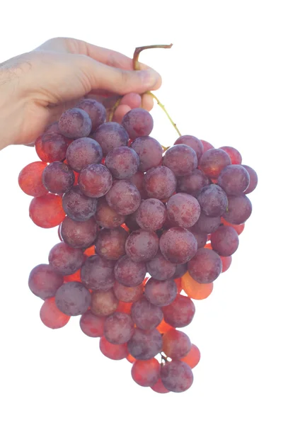 Bunch of grapes on the sunny sky background — Stock Photo, Image