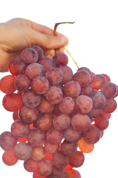 Monte de uvas no fundo do céu ensolarado — Fotografia de Stock