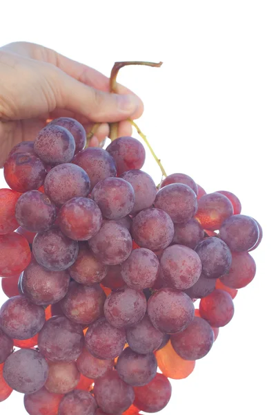 Monte de uvas no fundo do céu ensolarado — Fotografia de Stock