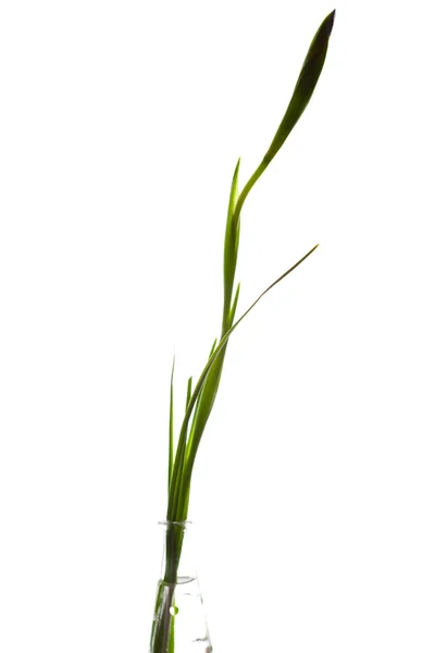 Iris w wazonie na białym tle — Zdjęcie stockowe