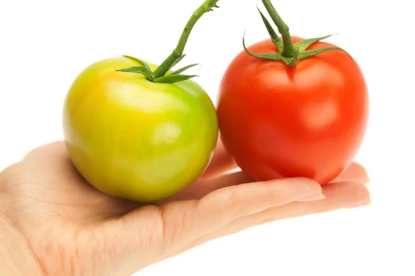 Czerwone i zielone pomidory na rękę na białym tle — Zdjęcie stockowe