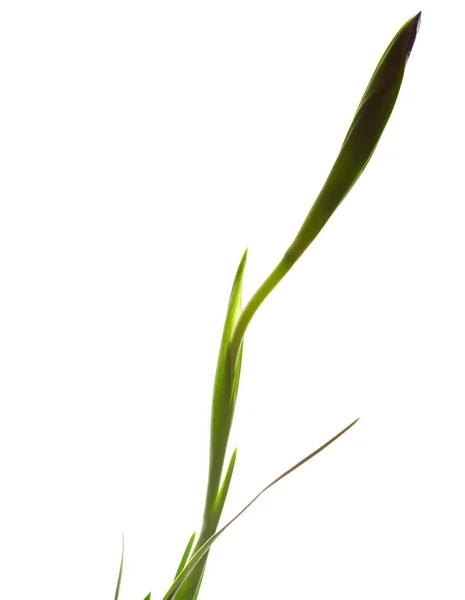 Iris într-o vază izolată pe alb — Fotografie, imagine de stoc