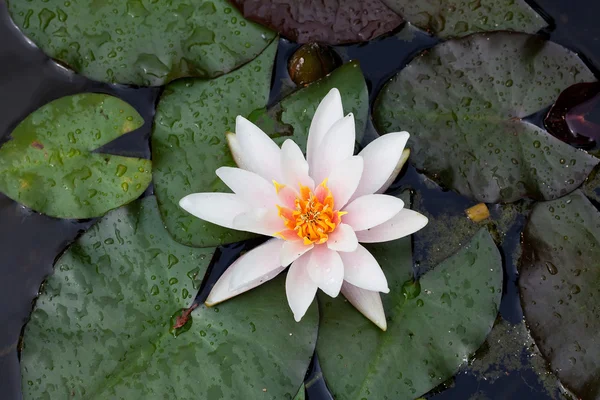 stock image Beautiful lily flower on the water