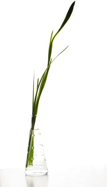 Iris dans un vase isolé sur blanc — Photo