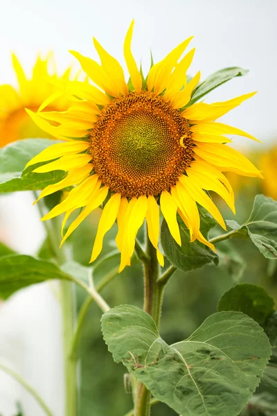Nádherný květ slunečnice v rukou žen — Stock fotografie