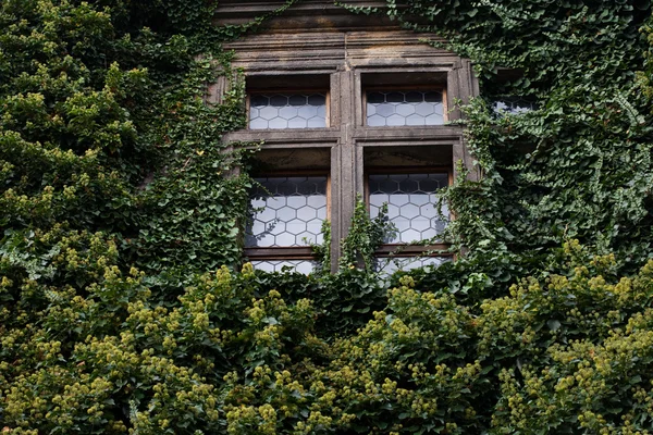 用常春藤缠绕在一起的窗口 — 图库照片