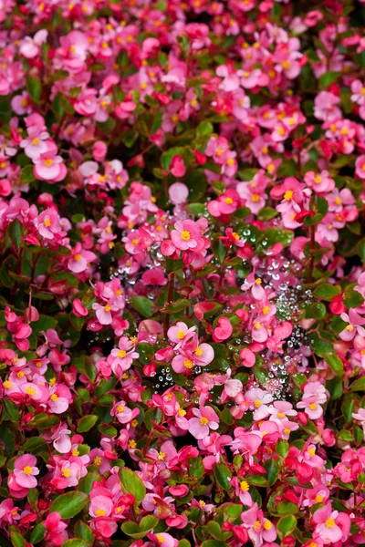 Hintergrund der Blumen und Spinnweben mit Tropfen — Stockfoto