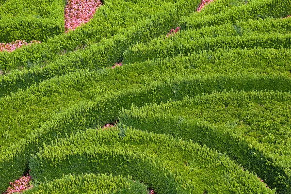 Фон обрезанных листьев — стоковое фото
