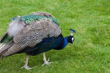 Yeşil çimenlerin üzerinde peacock