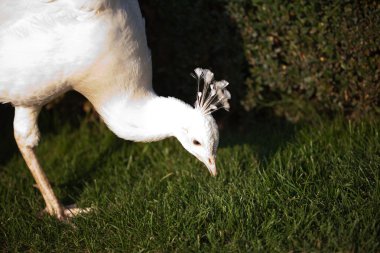 parkta yeşil çimenlerin üzerinde yürüyüş tavus kuşu