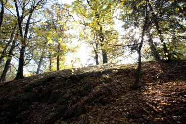 sonbahar ormandaki güzel sunshine