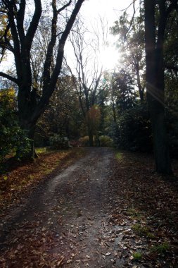 sonbahar ormandaki güzel sunshine