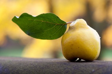 Ayva ile Ahşap korkuluk üzerinde yeşil bir yaprak