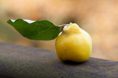 Ayva ile Ahşap korkuluk üzerinde yeşil bir yaprak