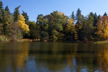 güzel sonbahar manzara renkli ağaçlar ve bir su birikintisi