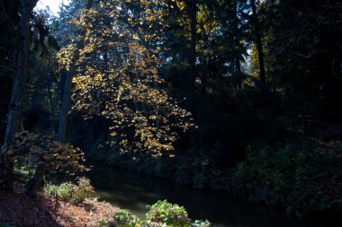 Güneş ağacın taç akış