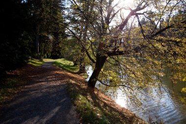 Beautiful autumn landscape with colorful trees and a pond clipart