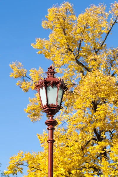 Светло-желтое, осеннее дерево на фоне голубого неба — стоковое фото