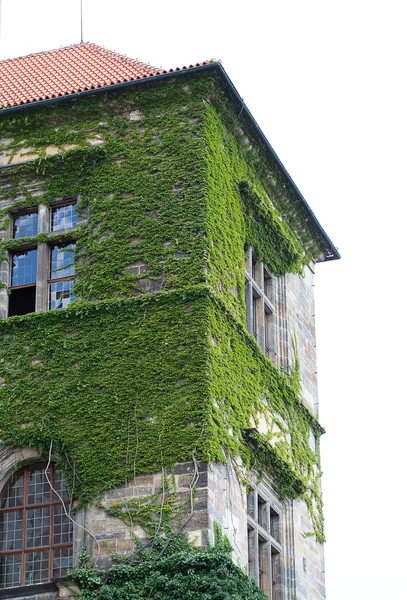 Entwined ivy building against the sky — Stock Photo, Image