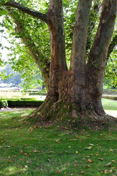 Большое дерево, стоящее в парке — стоковое фото