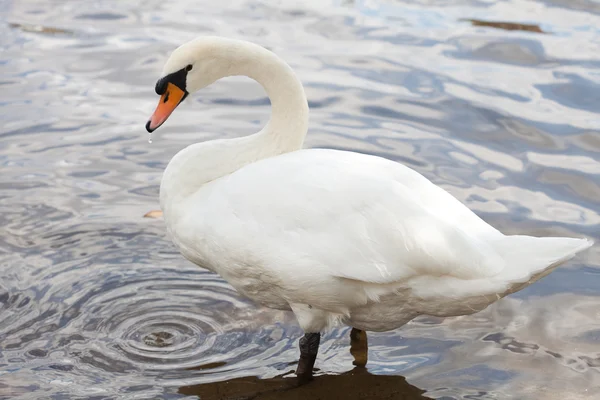 Cisne branco em pé na água — Fotografia de Stock