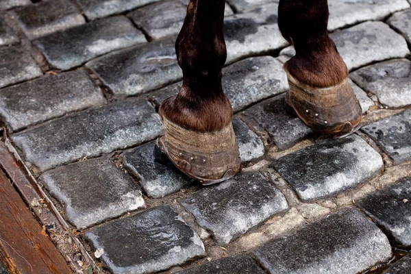 Cascos de um cavalo de pé no pavimento — Fotografia de Stock