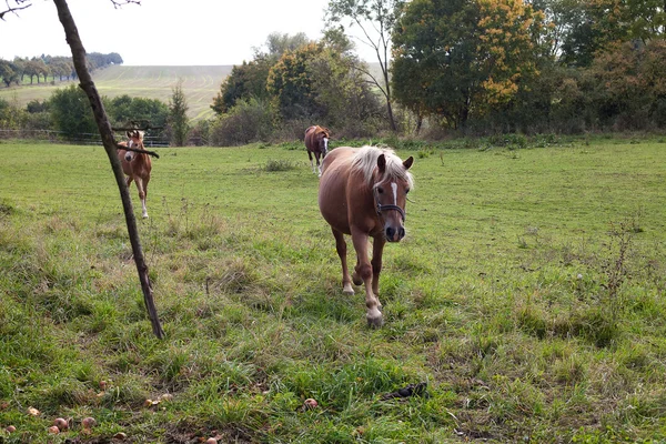 Hevonen kävelee pellolla — kuvapankkivalokuva