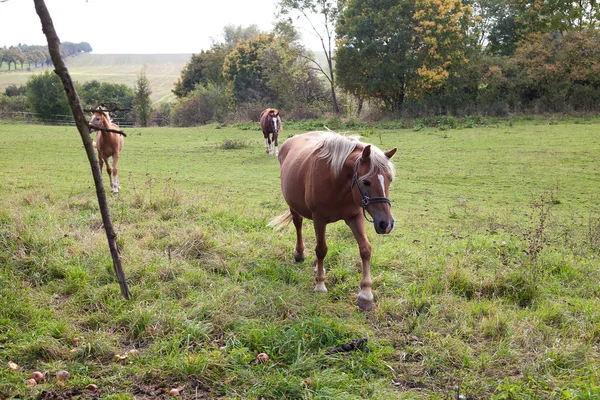 馬、ウォーキングのフィールド — ストック写真