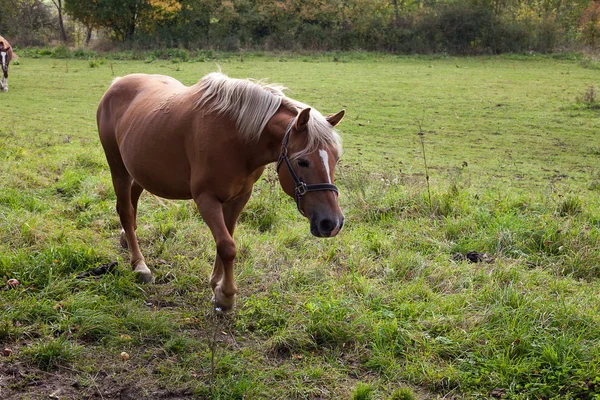 Pferd zu Fuß in einem Feld — Stockfoto