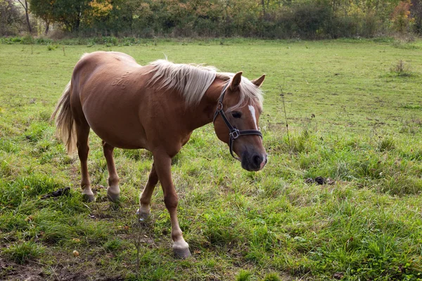 Pferd zu Fuß in einem Feld — Stockfoto