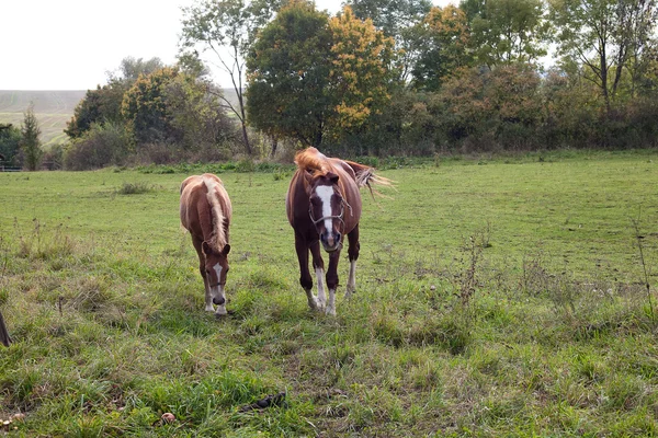 Ló sétál a mező — Stock Fotó