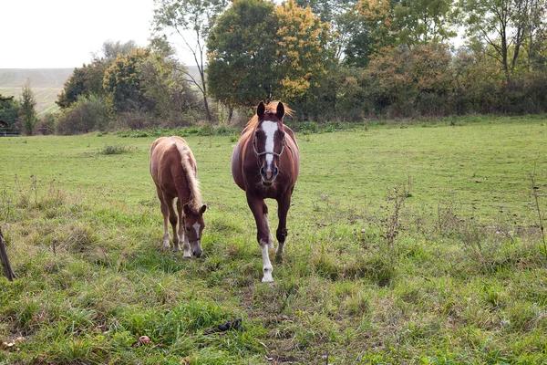 Hevonen kävelee pellolla — kuvapankkivalokuva
