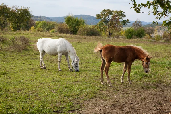 Paard lopen in een veld — Stockfoto
