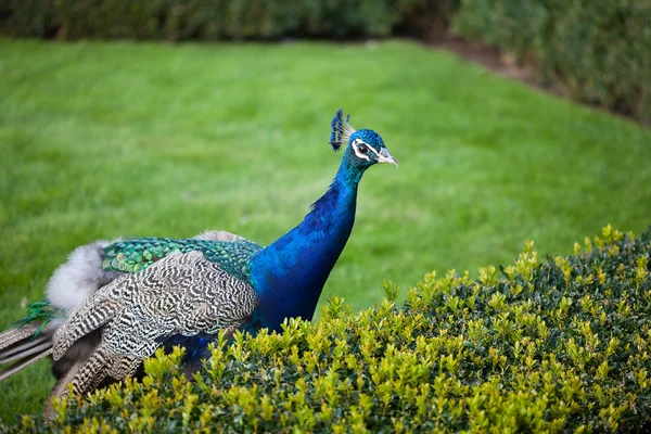 Peacocks walking on the green grass in the park — Stock Photo, Image