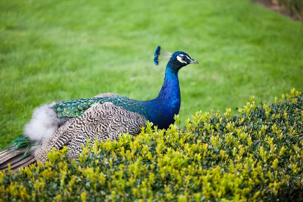 Peacocks walking on the green grass in the park — Stock Photo, Image