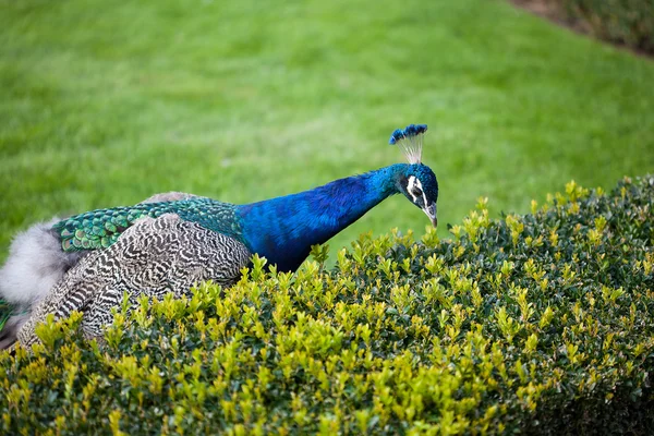 Peacocks gå på det grønne græs i parken - Stock-foto