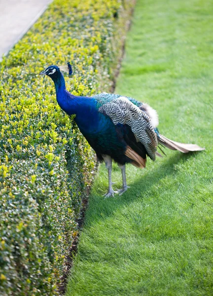Påfåglar gå på det gröna gräset i parken — Stockfoto