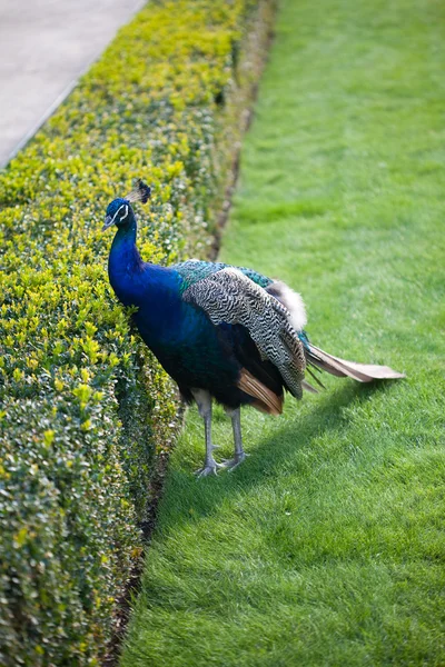 Peacocks som går på det grønne gresset i parken – stockfoto