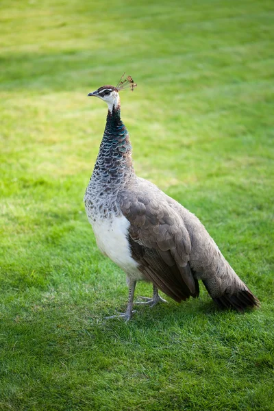 Påfåglar gå på det gröna gräset i parken — Stockfoto