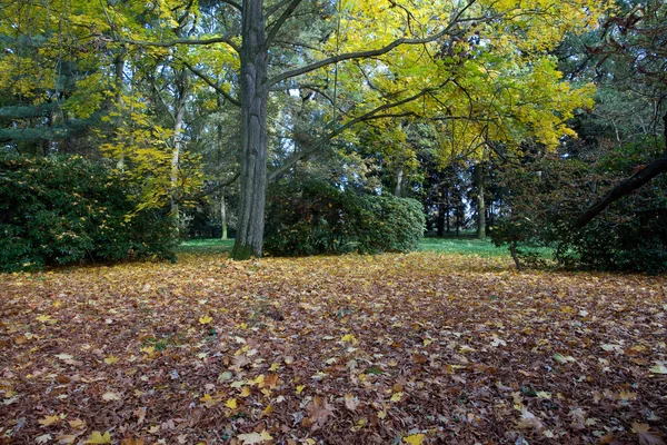 Gelbe Bäume und ein Teppich aus Herbstblättern im Wald — Stockfoto