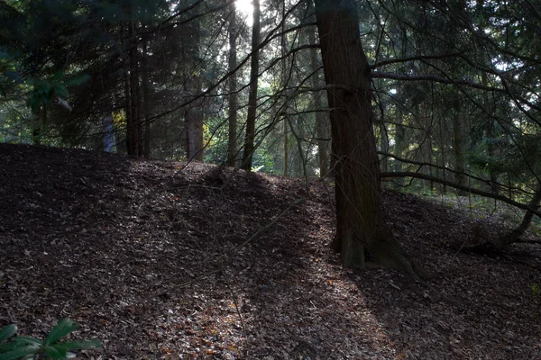 Vackra solsken i skogen höst — Stockfoto