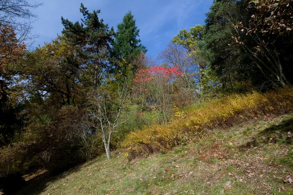 Bomen permanent op de heuvel tegen de blauwe hemel — Stockfoto