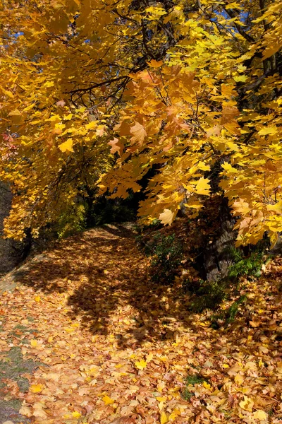 Yellow autumn tree — Stock Photo, Image