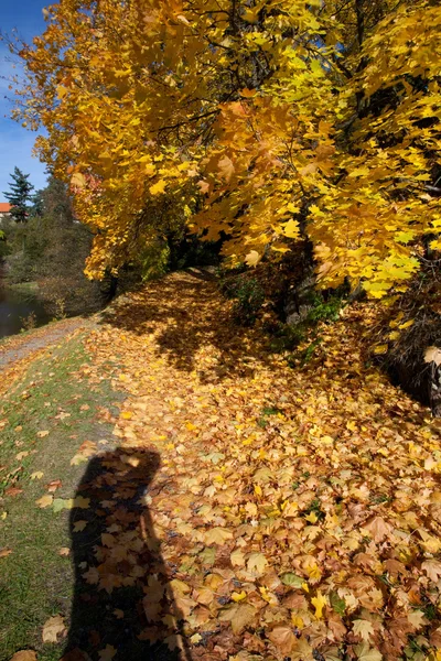 Sarı Sonbahar Ağacı — Stok fotoğraf