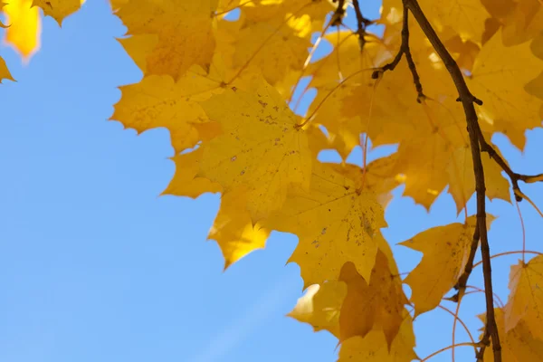 Gelbe Blätter des Herbst-Ahorns gegen den blauen Himmel — Stockfoto
