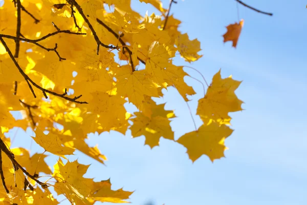 Żółty autumn klonowe listowie przeciw błękitne niebo — Zdjęcie stockowe