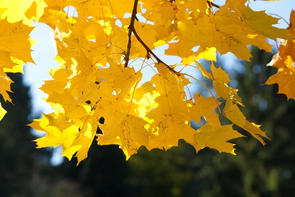 Hojas de arce amarillo otoño contra el cielo azul — Foto de Stock