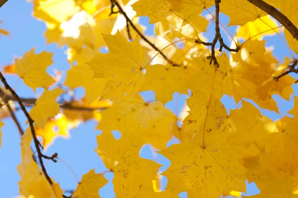 Gelbe Blätter des Herbst-Ahorns gegen den blauen Himmel — Stockfoto
