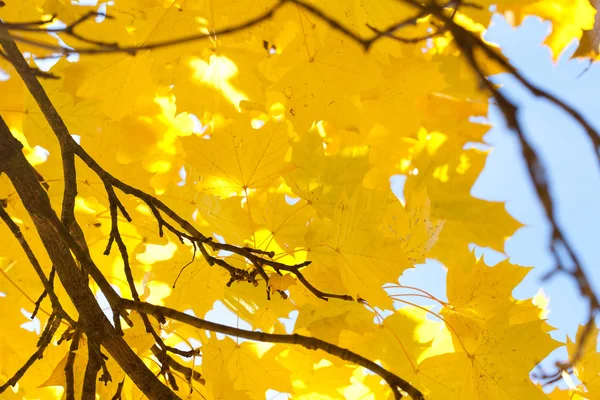 Mavi gökyüzüne karşı sarı sonbahar akçaağaç yaprakları — Stok fotoğraf